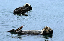 Sea otters